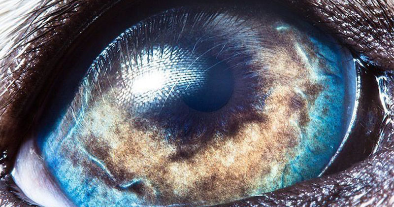 How amazing those animals eyes look like on macro photos