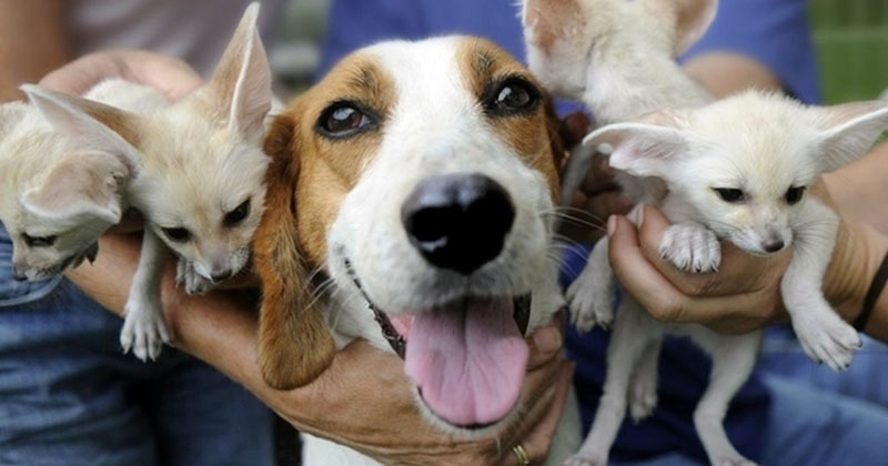 Touching Interspecies Friendships