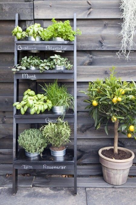 eco friendly ladder with herbs