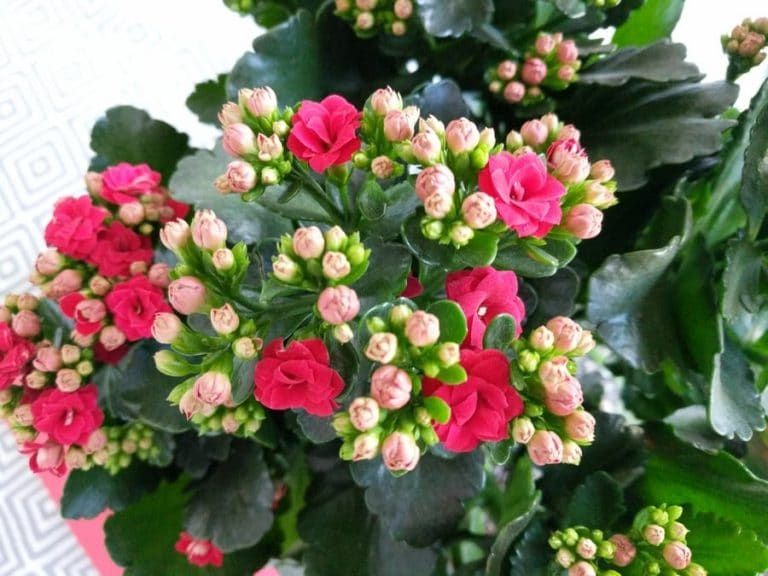 kalanchoe