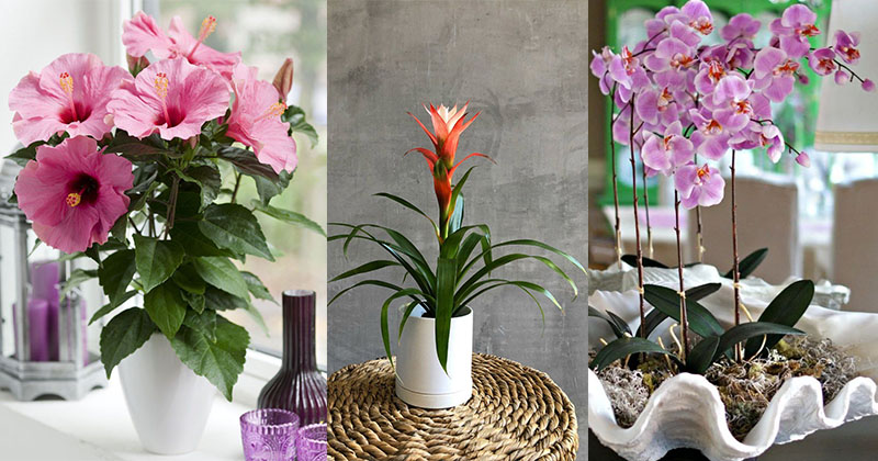 Add color and fragrance to your home – Flowering houseplants