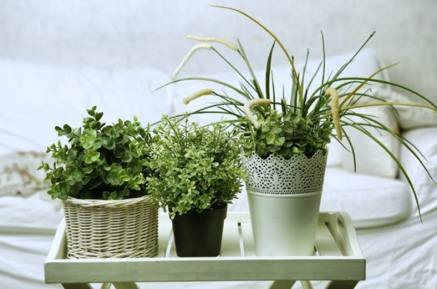 5 Plants that fight insomnia and you can have in your room