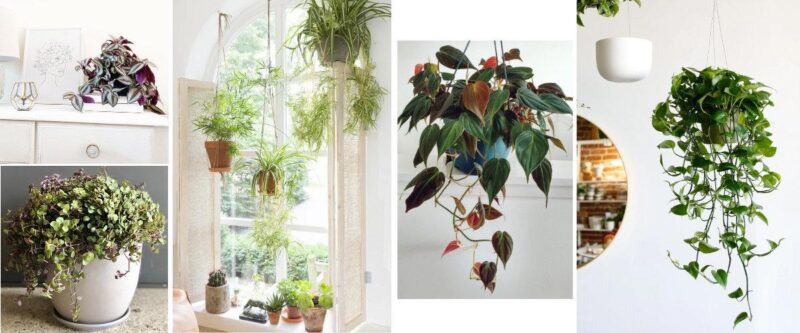 5 indoor hanging plants to decorate your home