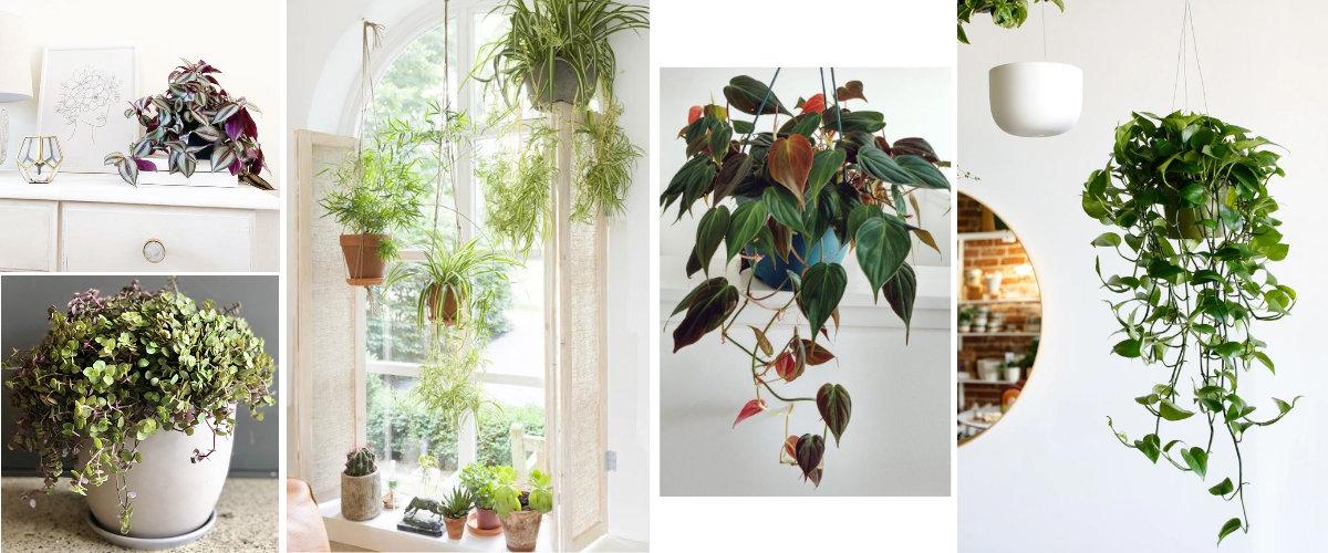 5 indoor hanging plants to decorate your home