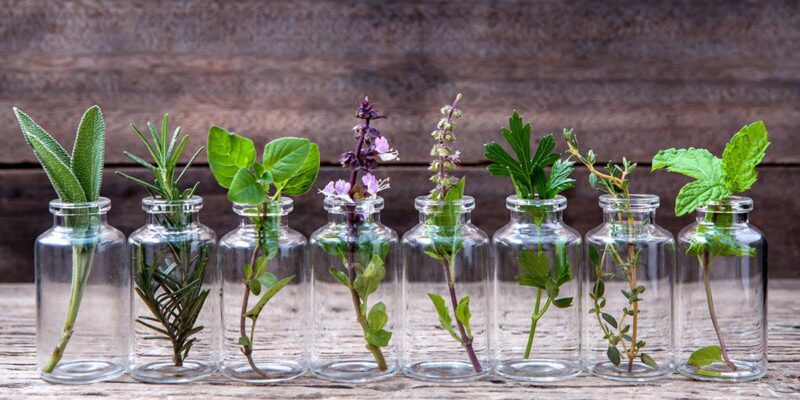 Place one of these 9 plants in your house and you can have them throughout the year in unlimited quantities