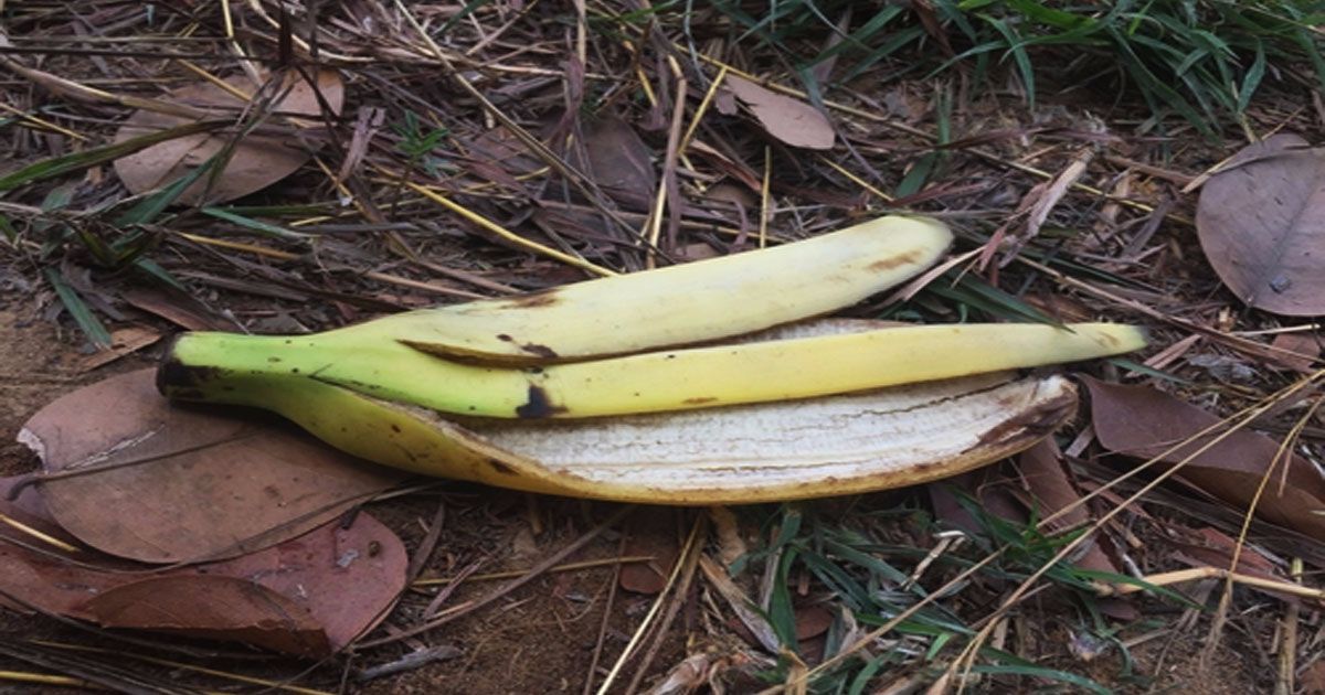 Don’t throw banana peels in the trash. Discover 8 ways to recycle them through gardening