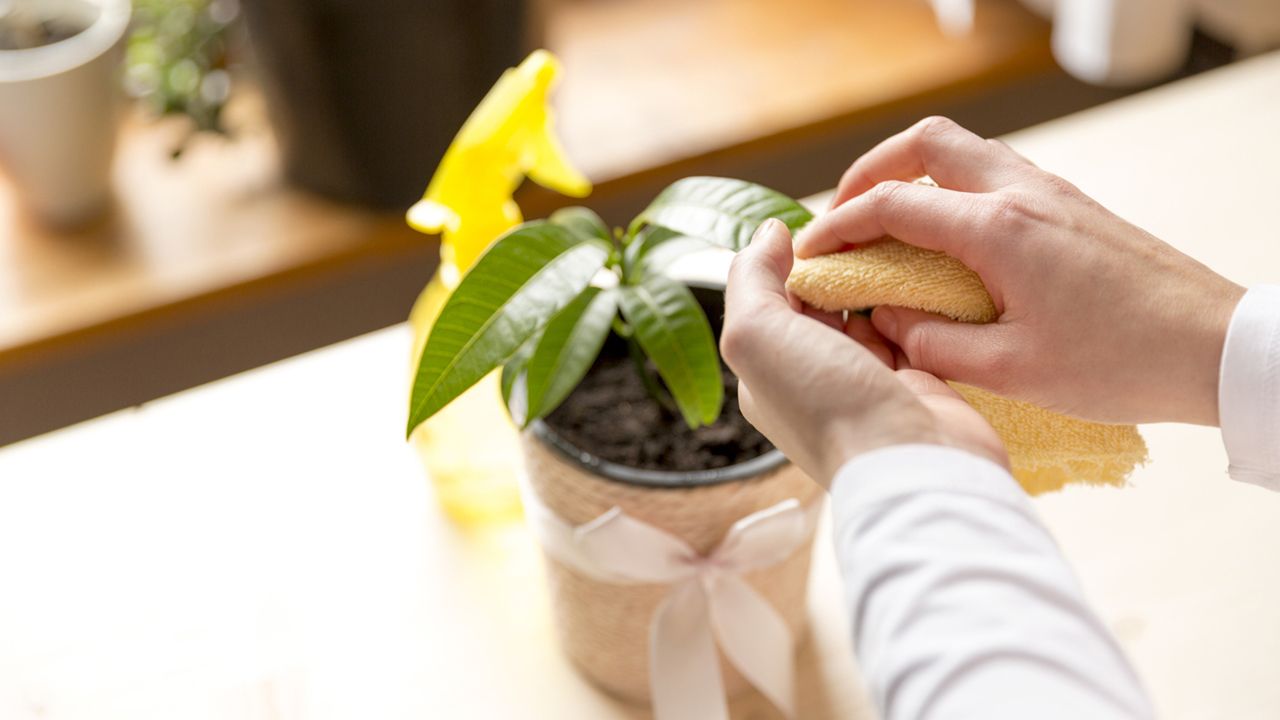 How to Clean and Shine Indoor Plant Leaves sharingideas.me