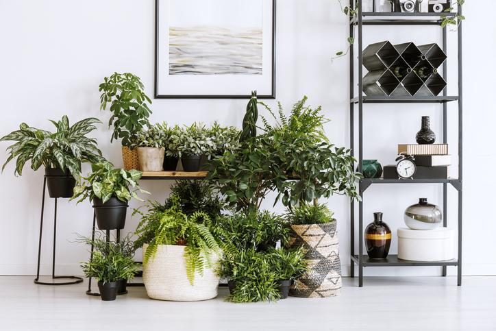 houseplants and shelf