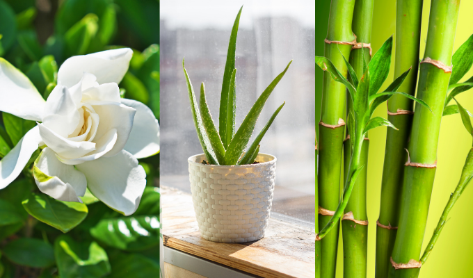 7 Plants to decorate your bedroom that also ward off nightmares