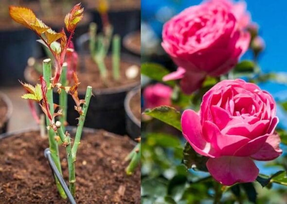 how-to-plant-a-rose-stem-step-by-step-sharingideas-me