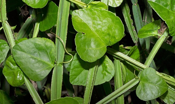 c 606 1 cissus quadrangularis