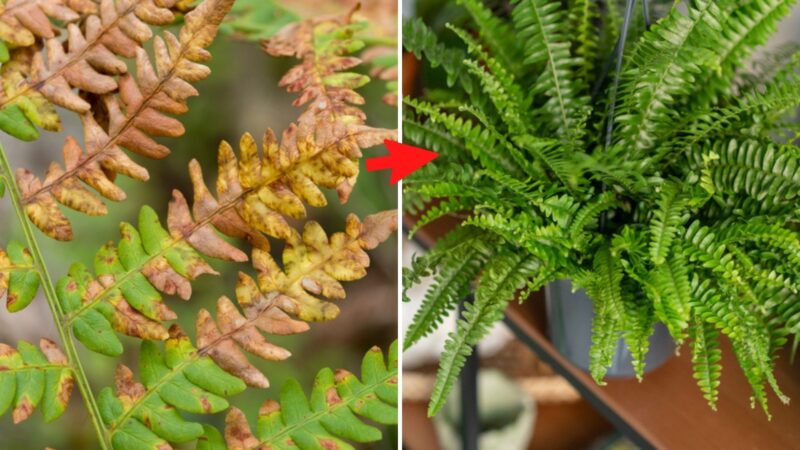 How to REVIVE an almost dry FERN and how to take care of it, reproduce it and plant it