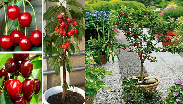 How to grow Cherries at home from Potted seeds