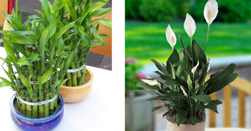 11 Indoor Plants That Don’t Take Up Maintenance