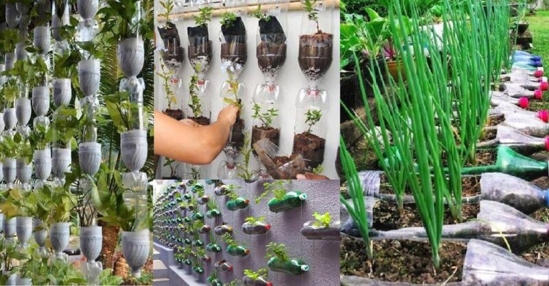 Garden with bottles: Grow vegetables and spices in small spaces