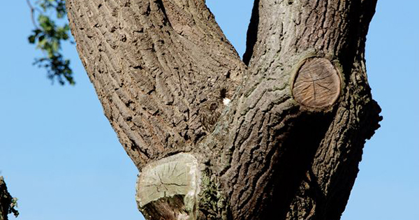 Can you spot the perfectly hidden owl?