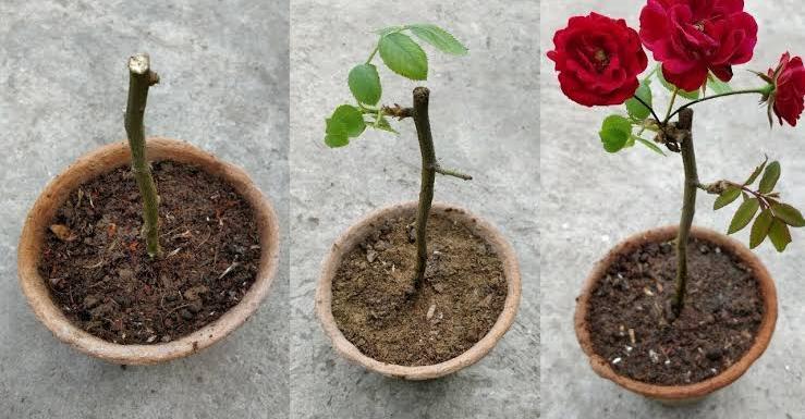 How to plant a rose stem step by step