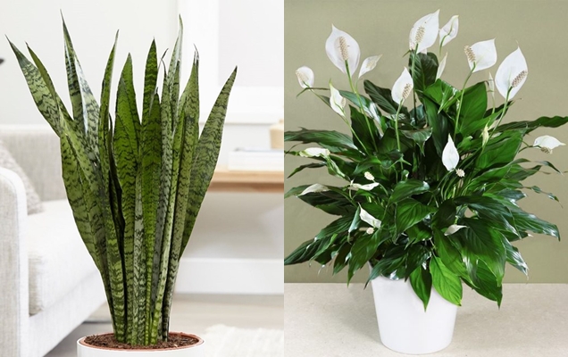10 Plants that will help to have a microclimate in your home