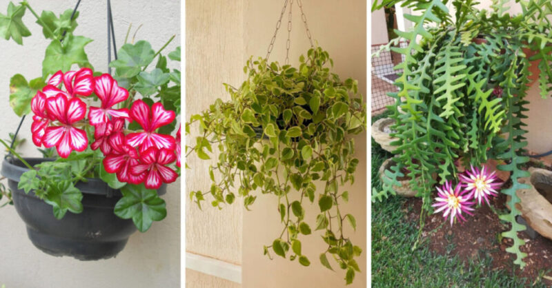 15 Hanging Plants of Sun, Shade and with Flowers to decorate your House