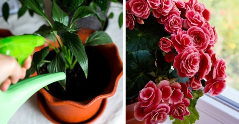 7 Natural Fertilizers That Do Work To Make Your Plants Bloom Beautiful