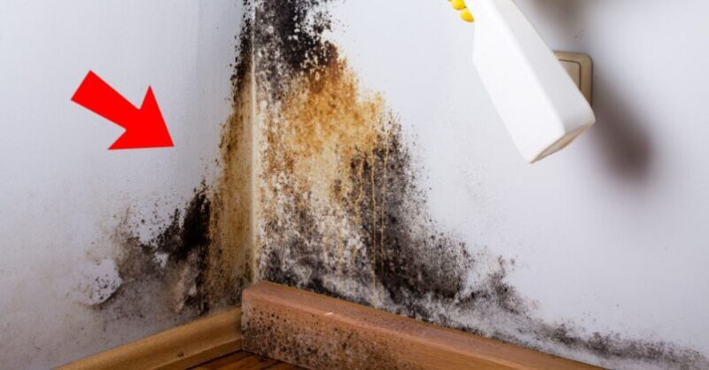 3 effective tricks to remove black mold from walls in 5 minutes