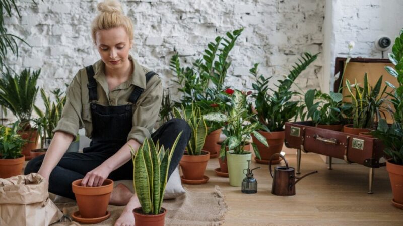 5 things that you should avoid in your pots if you do not want to damage your plants