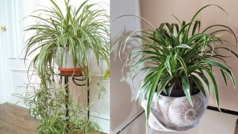 How to care for a Love Ribbon – The plant that purifies the air in your home
