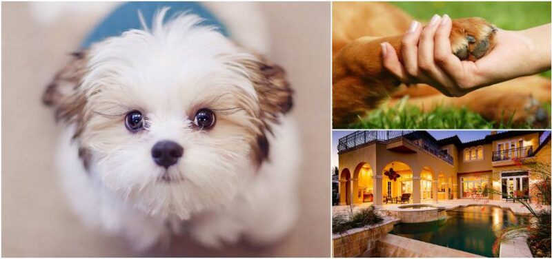 Look at everything that happens when you have a dog at home, you will want to have thousands!