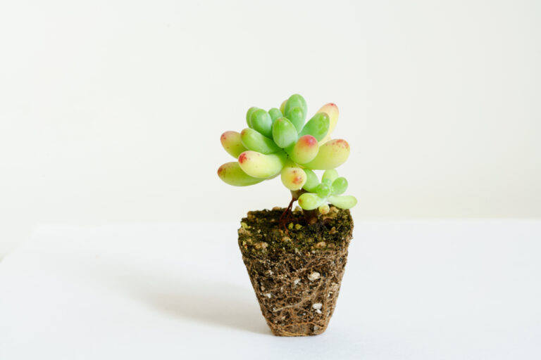 small juicy succulent plant