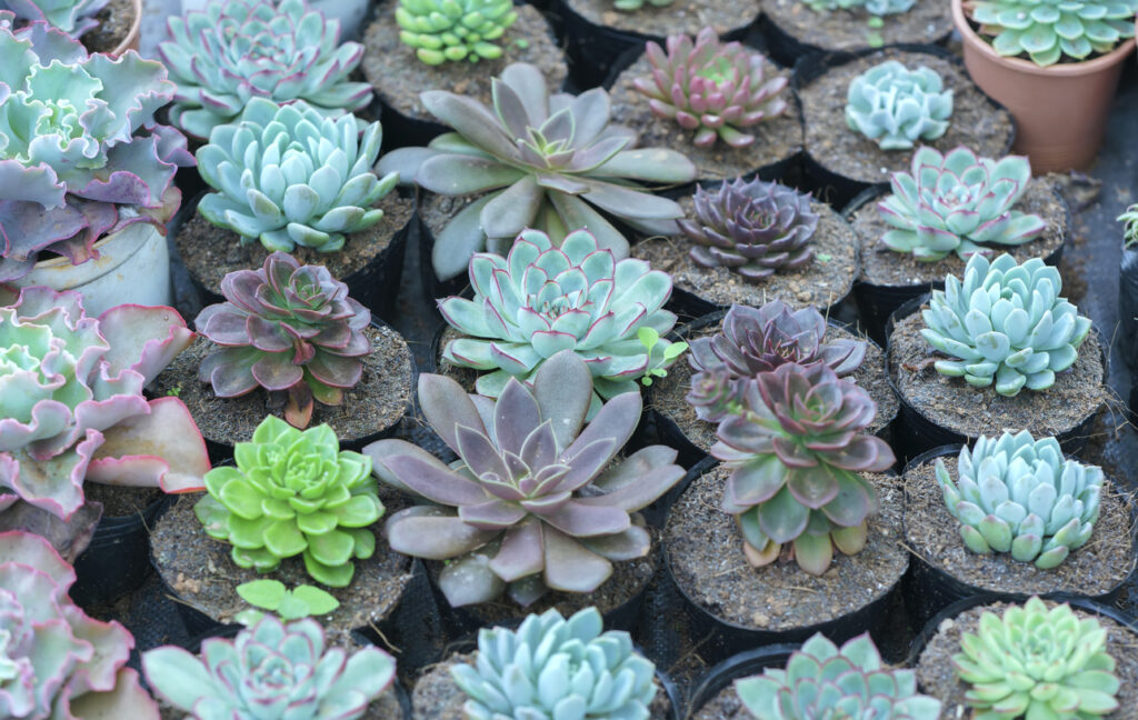 succulent flowerbeds plant in the garden.