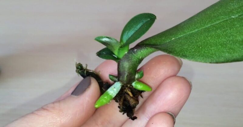 How to grow an Orchid from a leaf
