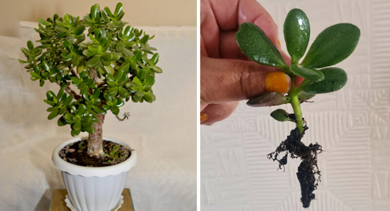 How to grow a Jade Tree from a leaf