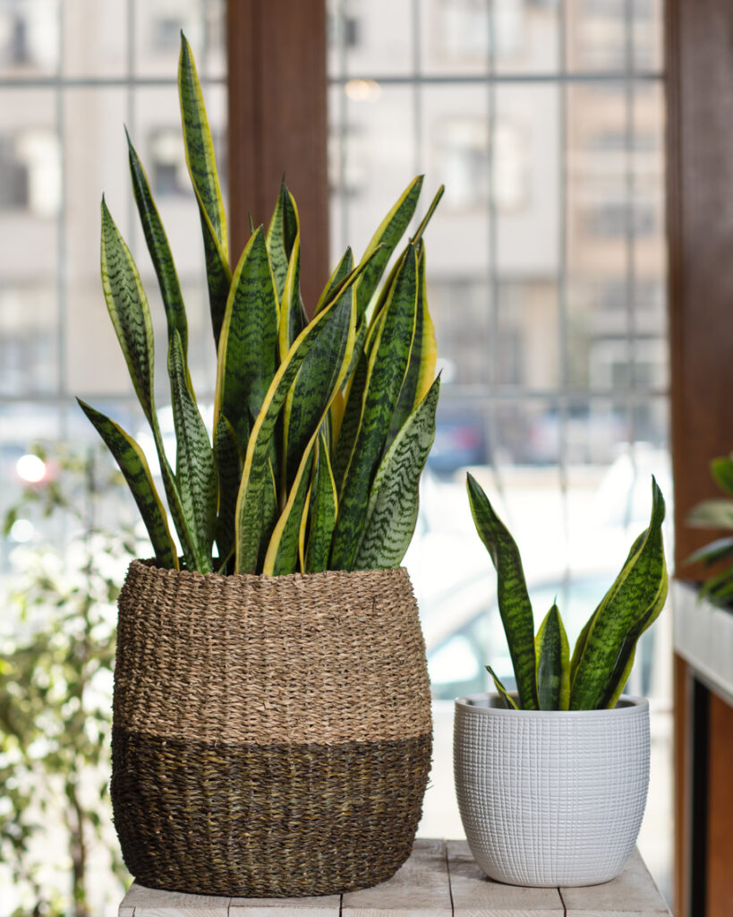 small and big sansevieria, dracaena trifasciata in the pot