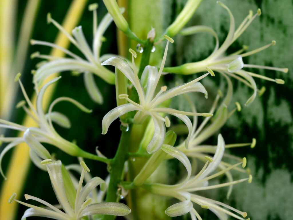 snake plant flower