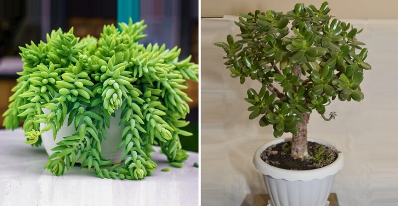 10 succulents that are perfect to have at home