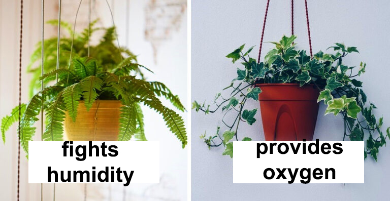 9 Plants for a Perfect Home Climate