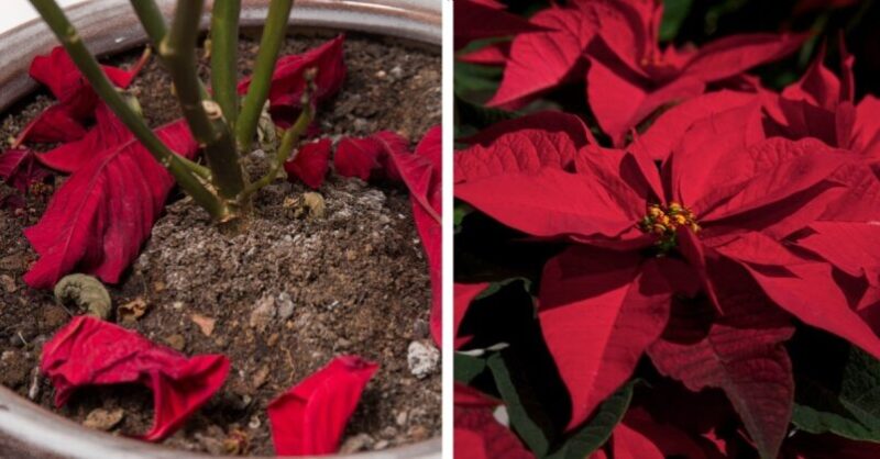 Make your Christmas Eve look lush: 3 infallible tricks so that it does not defoliate