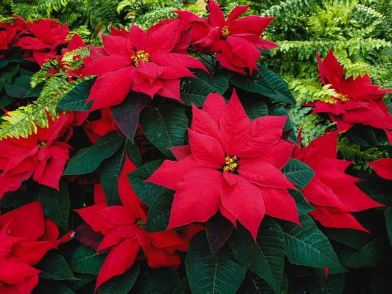 How to Plant a Poinsettia in the Garden after Christmas