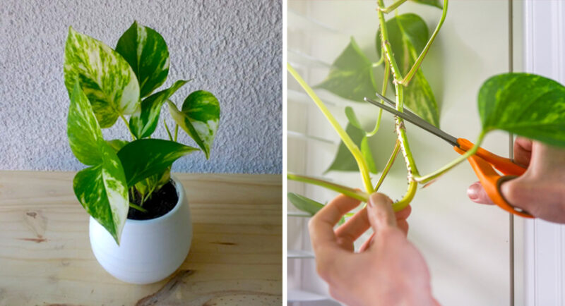 5 Necessary Care So That Your Pothos Plant Does Not Die