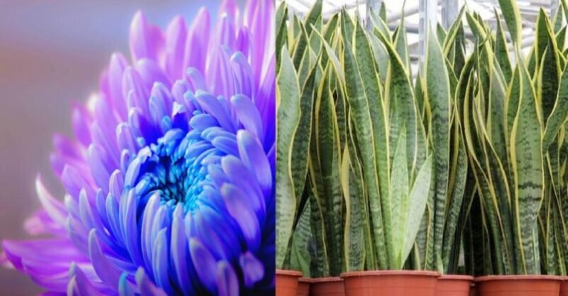 7 Plants to Purify the Air and Release Oxygen in your House