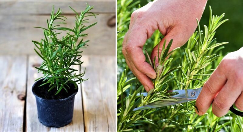 6 Necessary Care so that your Rosemary Plant Does Not Die