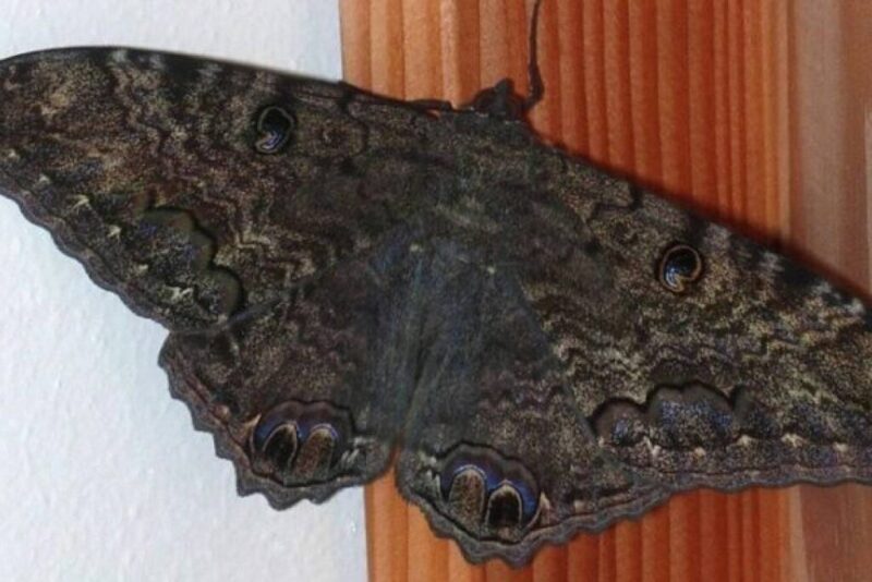 Did you find a Black Butterfly in your house? This is what it means