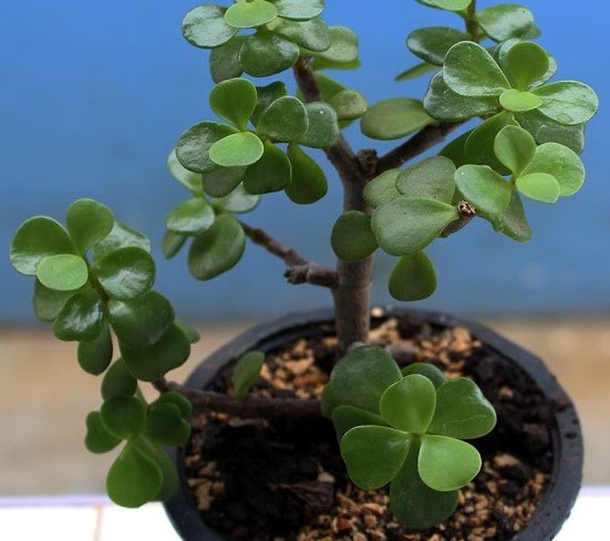 Many grow “The Money Tree” at home. But this is what few know about this plant.