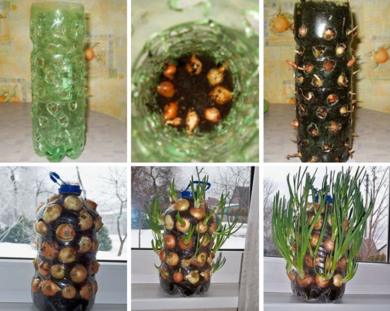 How to make an onion tree for home cultivation