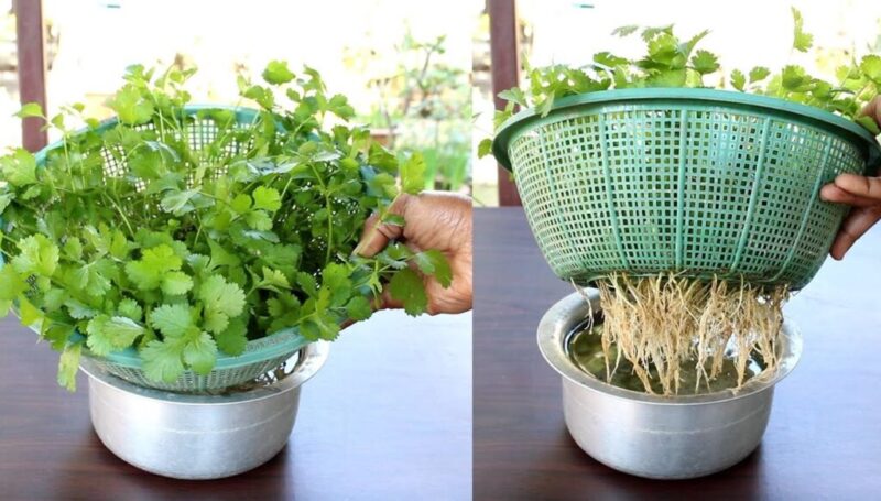 Easy and practical method to grow Organic Cilantro at home and without soil