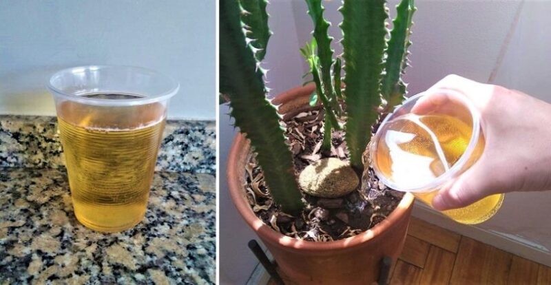 How to prepare a Liquid Fertilizer so that your Plants never die