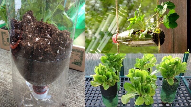 12 foods you can grow in plastic bottles