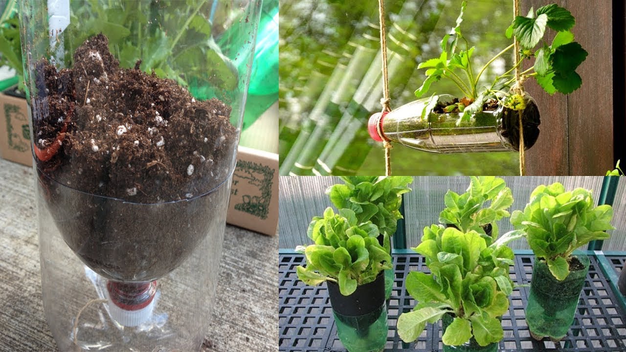 12 foods you can grow in plastic bottles