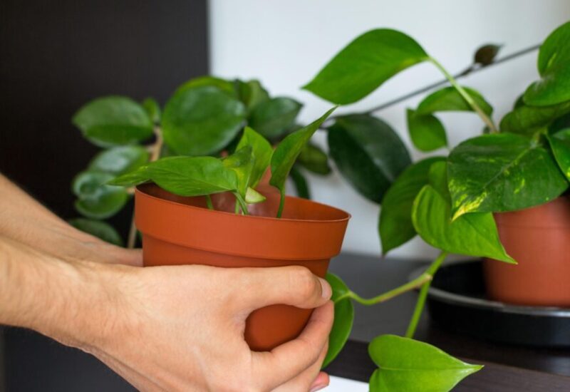 How to reproduce a Pothos Plant with only one leaf