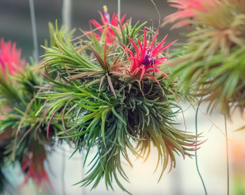 tillandsia,ionantha.,the,flowers,of,tillandsia,ionantha.,tillandsia,decorate,in